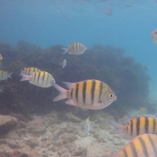 Fish swimming at Sandals Ochi