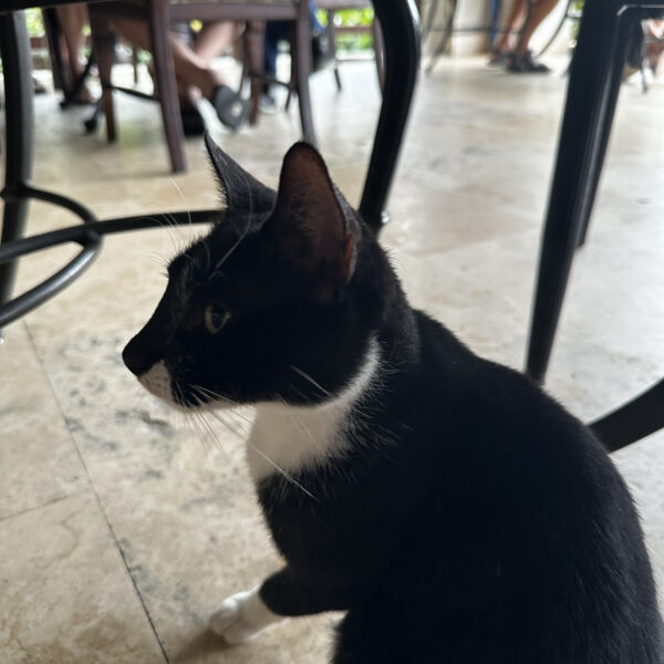 black and white tuxedo cat